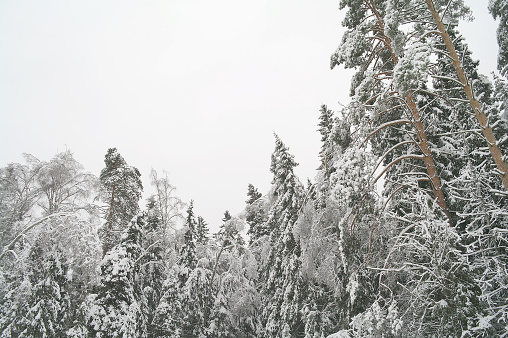 Fir forest in the winter in a snowfall, Moscow Region, Russia