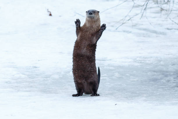 Japanese owner loves Asian small-clawed otter from Indonesia as pet.