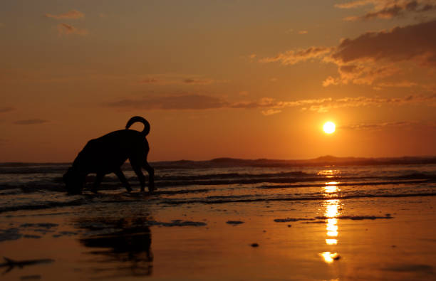 istock Dog on the beach 641458860