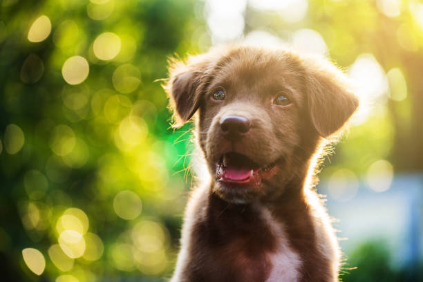 istock labrador dog head shot with bokeh 641458952