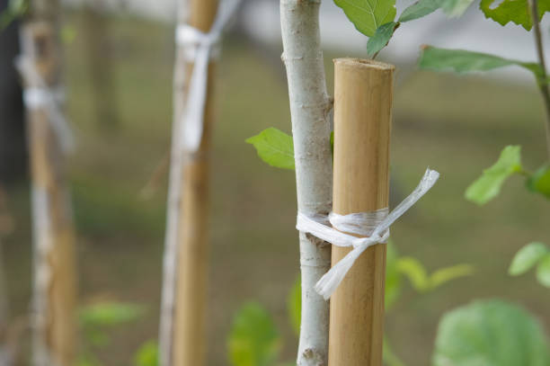istock Plastic rope tied bamboo with tree to strength 641460142