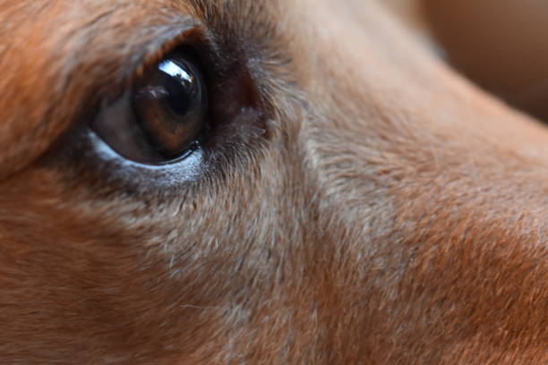 istock Close up of a dog's eye 641461906