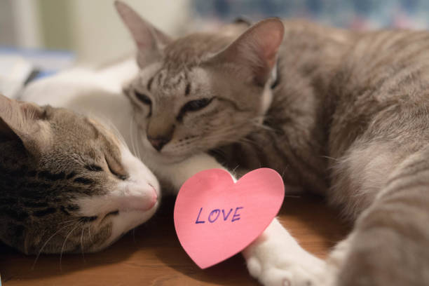 two cat with heart cards