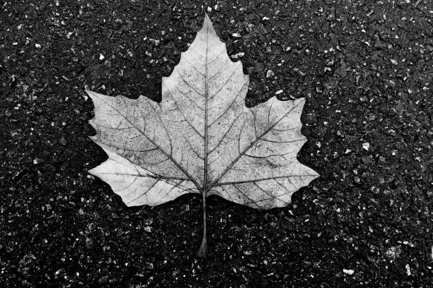 Weathered maple leave on an asphalt road - 1.