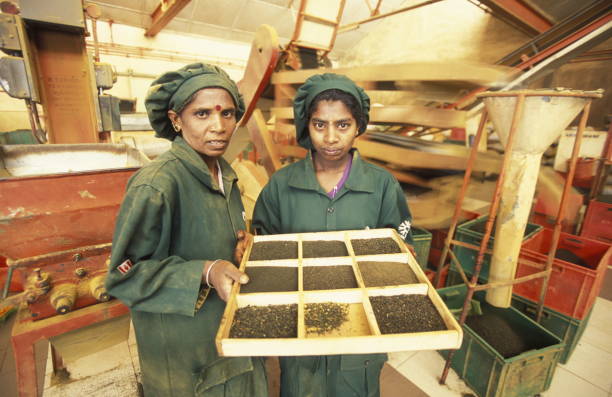 a tamil women works at a tea plantation in the town of Nuwara Eliya in Sri Lanka in Asien.