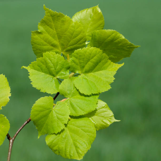 istock lime leaves; Tilia platyphyllos 641469950