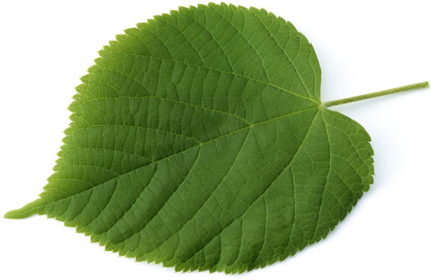 istock lime leaf; Tilia platyphyllos 641470296