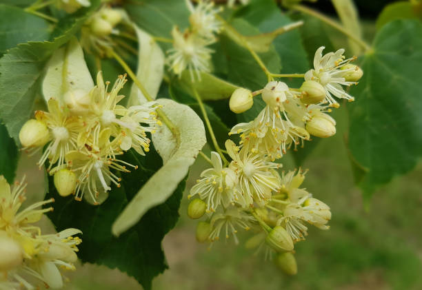 istock Tilia platyphyllos 641470338