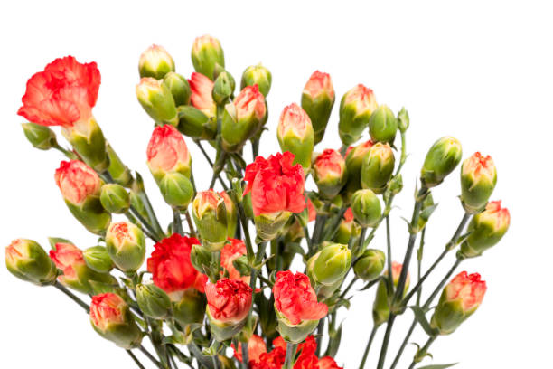istock Bouquet of red carnation (Dianthus caryophyllus) isolated on white background. 641470828