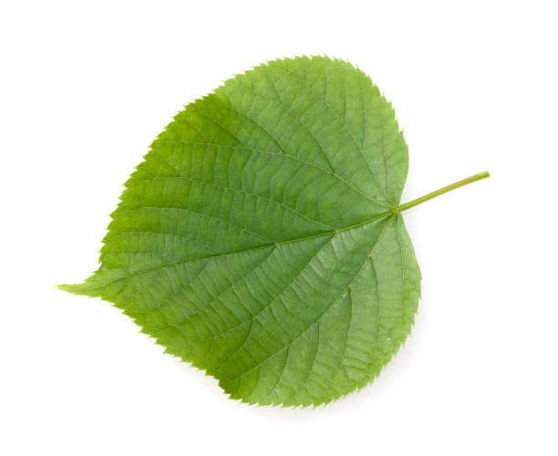 istock Tilia Cordata 641471030