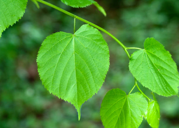 istock Tilia platyphyllos 641471036