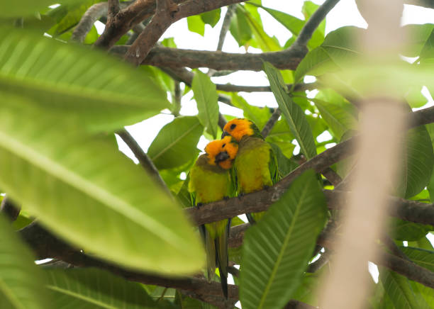 Yellow-shouldered parrot (lora) Yellow-shouldered parrot sitting on a tree on Bonaire, former Netherlands Antilles. lory photos stock pictures, royalty-free photos & images