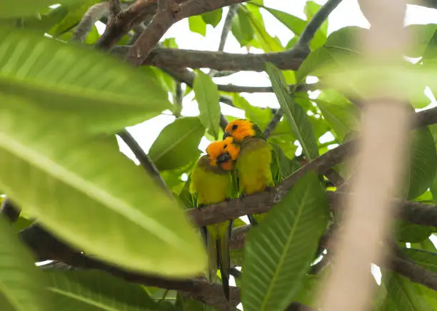 Photo of Yellow-shouldered parrot (lora)