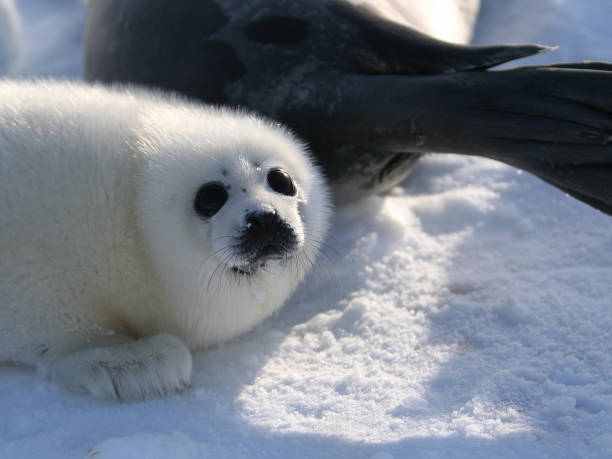 istock Harp Seal Pup with Mother 641472574