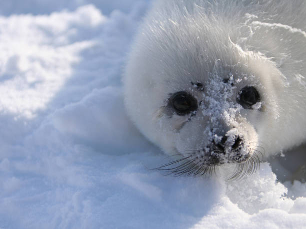 istock Harp Seal Pup in Snow 641472644