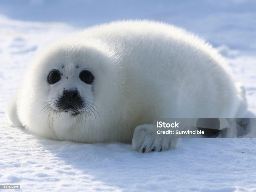 Harp Seal Pup - Lizenzfrei Robbe Stock-Foto