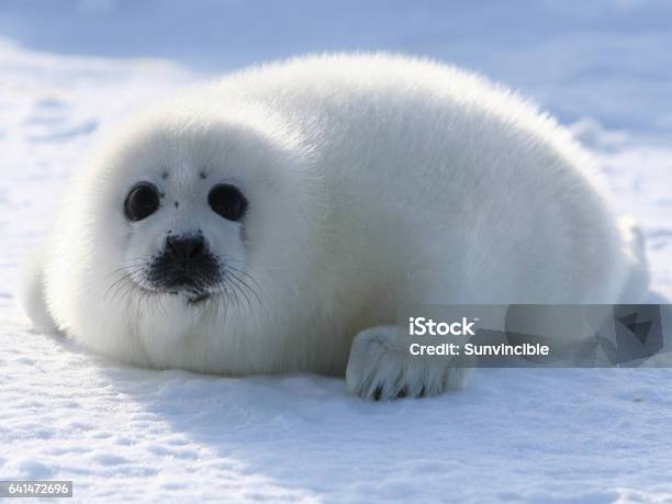 Harp Seal Pup Stockfoto und mehr Bilder von Robbe - Robbe, Seehundjunges, Arktis