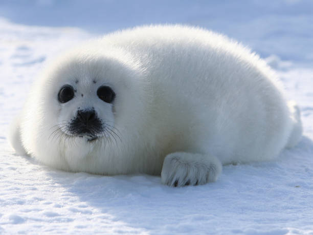 filhote de foca-da-groenlândia - massa de gelo flutuante - fotografias e filmes do acervo