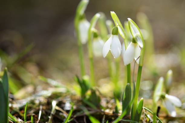 istock Beautiful snowdrop flowers (Galanthus nivalis) 641474106