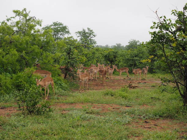istock Animal in the wild 641474468
