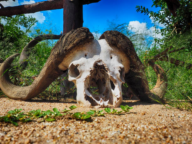 istock Animal in the wild 641474656