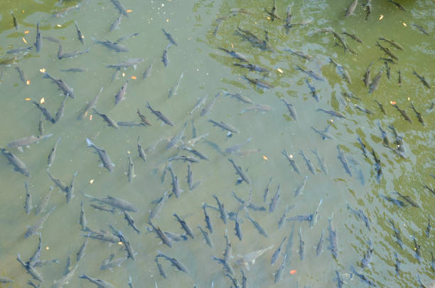 Shoal of fish in Kaveri River at Cauvery Nisargadhama, Kushalnagar, Madikeri, Karnataka, India
