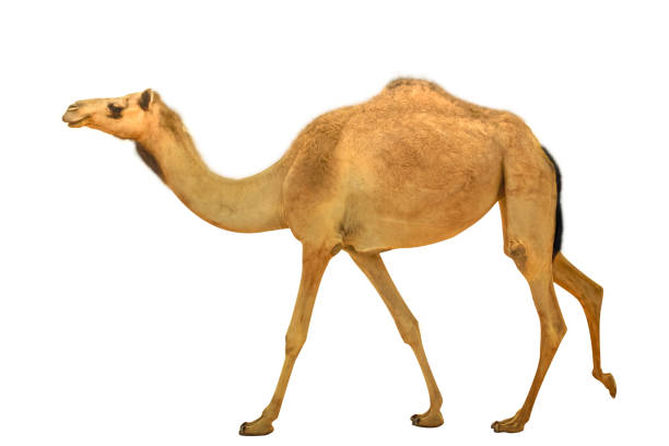 camello dromedario aislado - camello dromedario fotografías e imágenes de stock