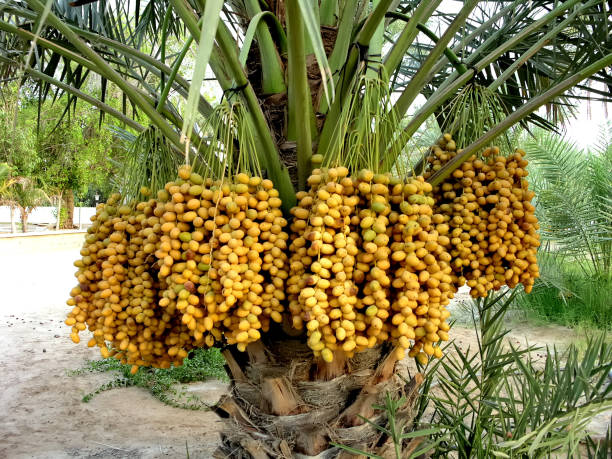 istock Date palm laden with bunch of fresh dates 641474972