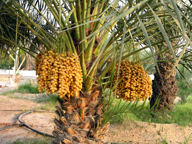 istock Date palm laden with bunch of fresh dates 641475064