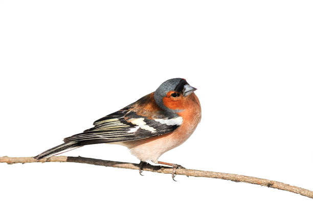 istock bird Chaffinch sitting in the Park on a branch on white 641475198