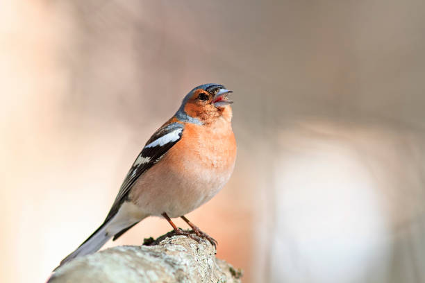 istock bird Chaffinch sitting in the Park on a branch 641475244