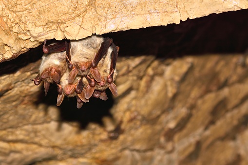 Greater mouse-eared bat ( Myotis myotis)