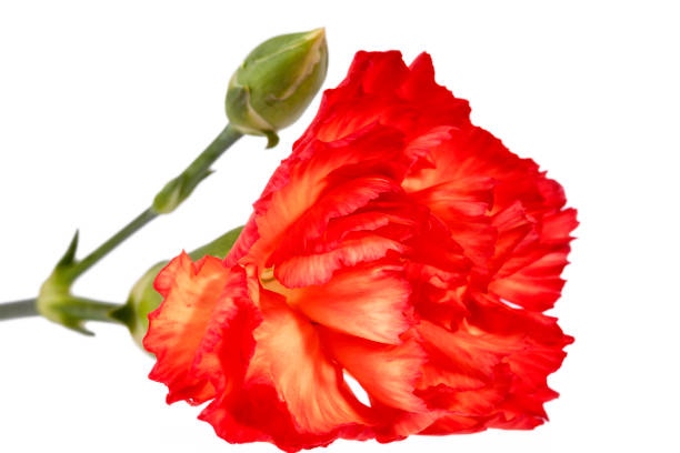 istock Flower of red carnation (Dianthus caryophyllus) isolated on white background. 641475734