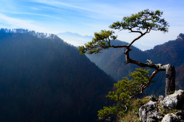 istock Old pine tree on peak of mountain 641477070