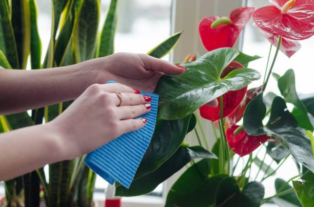 istock hand cleaning plant by wet sponge 641477076
