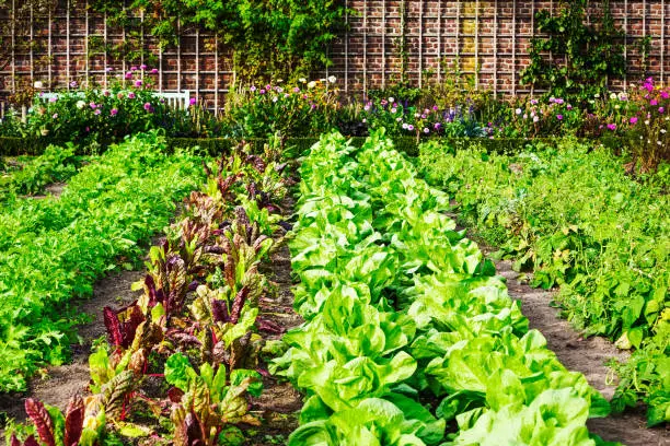 Photo of Vegetable garden