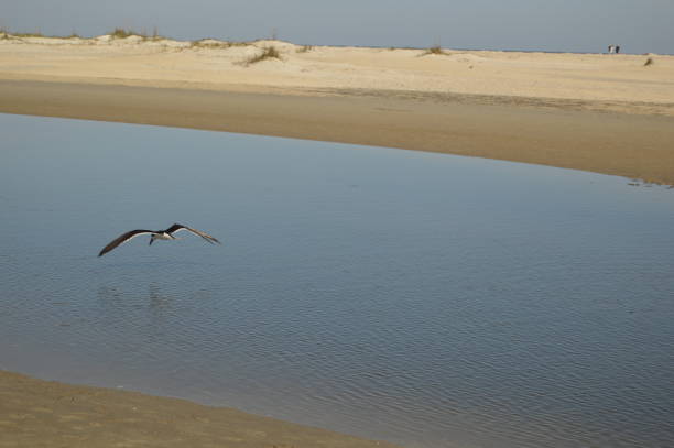 istock Gould's Inlet Shore Bird, St. Simons Island 641484314