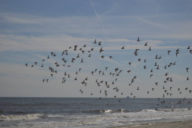 istock Gould's inlet shore birds St. Simons Island 641484852