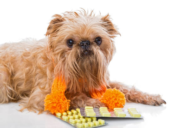 istock Dog  in a warm scarf and tablets. 641485706