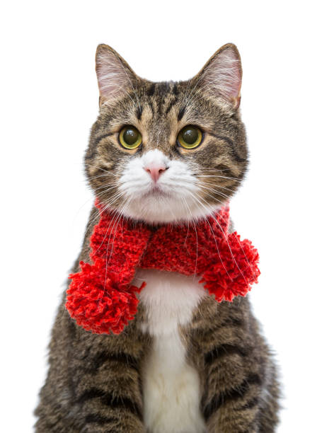 istock Gray cat in a red scarf 641485832