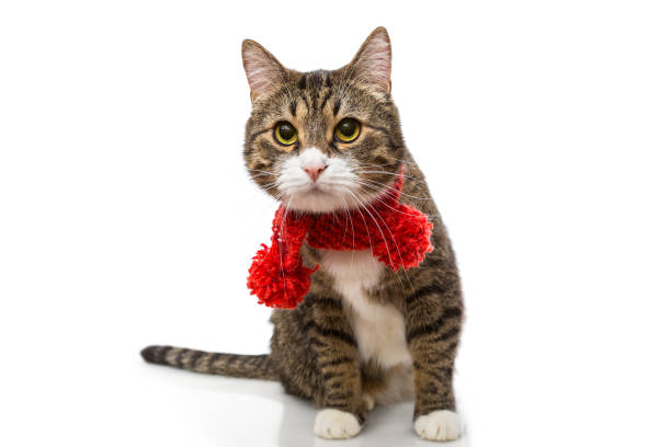 istock Gray cat in a red scarf 641485878