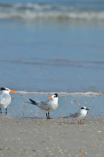 istock Two Royal and one Forster's tern at the beach 641485884