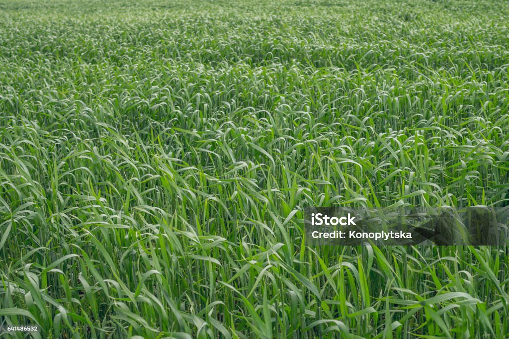 Planted wheat field. Winter wheat Agricultural fields. A field of sprouted winter wheat. Cultivation of cereals Horizontal Stock Photo