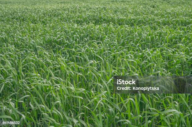 Planted Wheat Field Winter Wheat Stock Photo - Download Image Now - Horizontal, No People, Photography