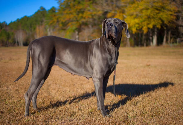 istock Great Dane in a fielid 641487892