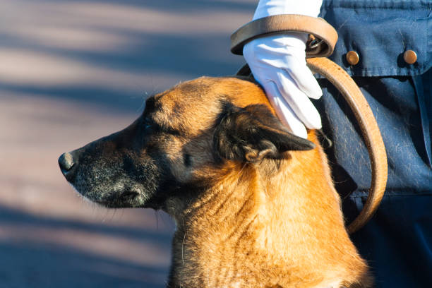 Кто такой кинолог