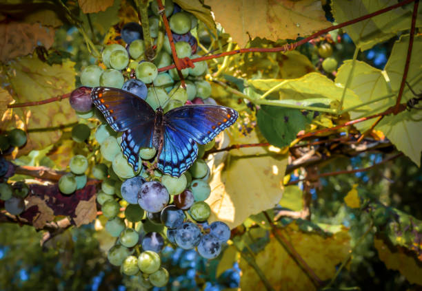 Butterfly in ripening grape vine stock photo
