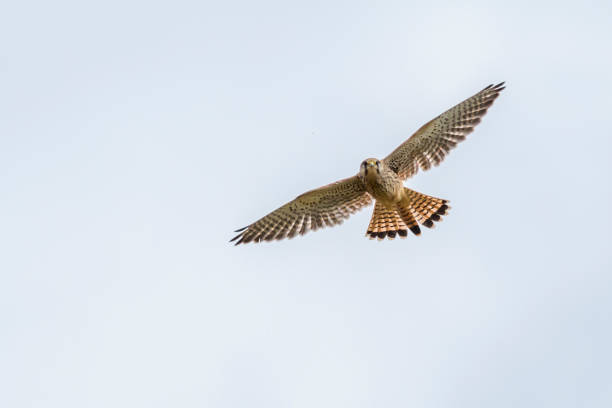 turmfalke (falco tinnunculus - kestrel hawk beak falcon zdjęcia i obrazy z banku zdjęć