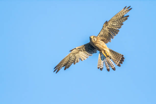 turmfalke (falco tinnunculus - kestrel hawk beak falcon zdjęcia i obrazy z banku zdjęć