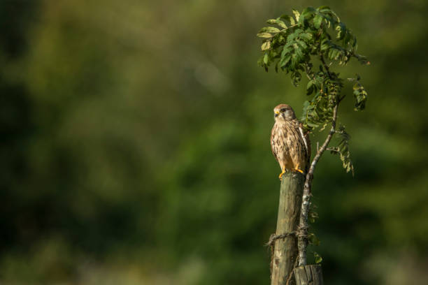 Kestrels (Tinnunculus Falcon) A kestrels in search of food jagen stock pictures, royalty-free photos & images